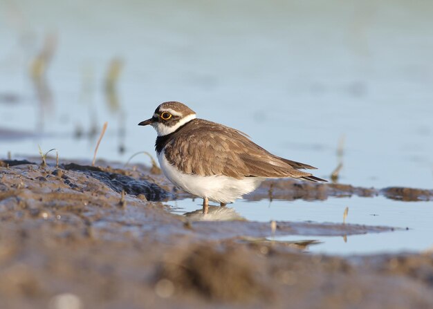 Foto een vogel die op een meer zit.