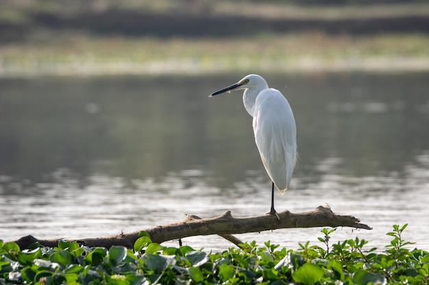 Foto een vogel die op een meer zit.