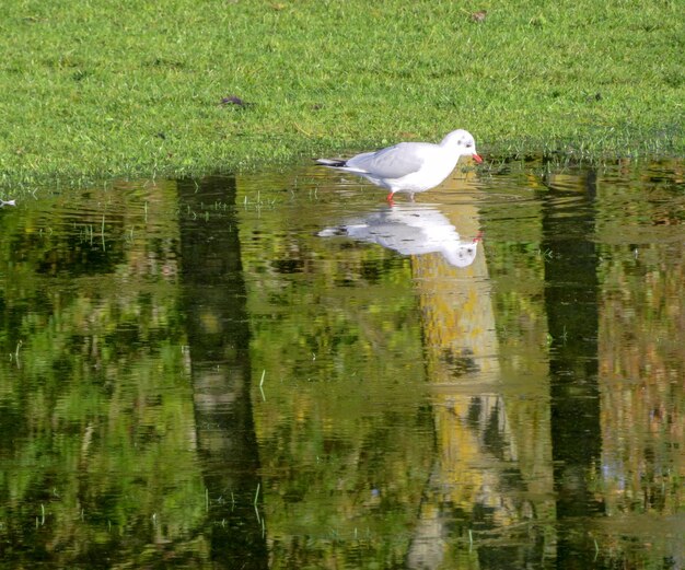 Foto een vogel die op een meer zit.