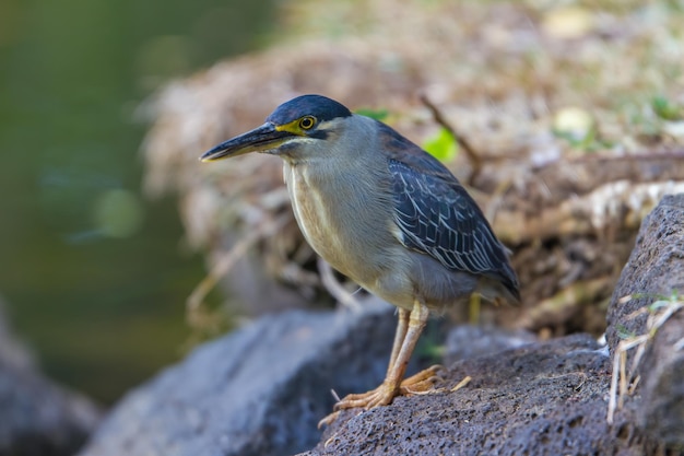 Een vogel die op een rots zit.