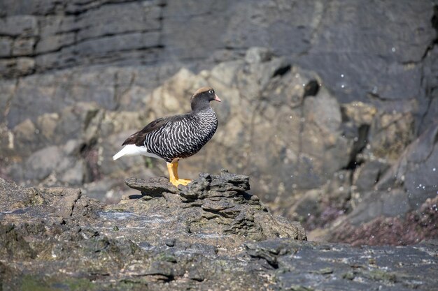 Foto een vogel die op een rots zit.