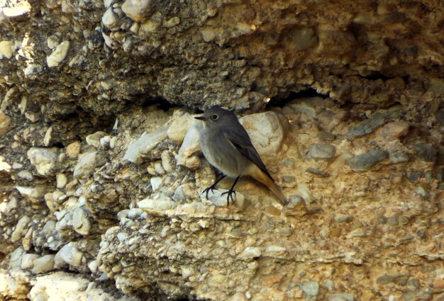Foto een vogel die op een rots zit.