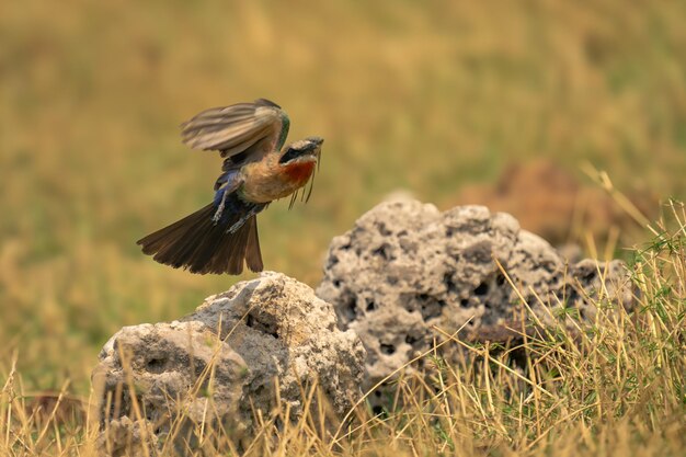 Een vogel die op een rots zit.