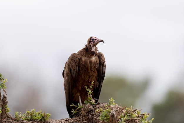 Een vogel die op een rots zit.
