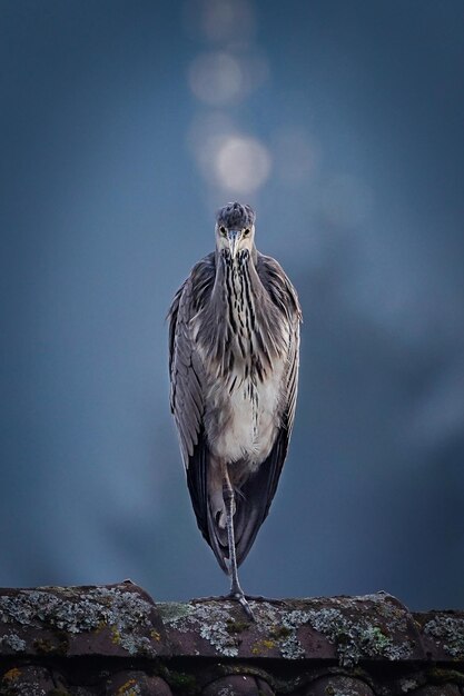 Foto een vogel die op een rots zit.