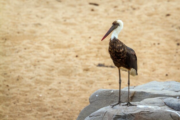 Foto een vogel die op een rots zit.