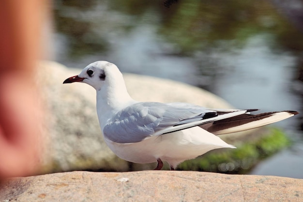 Een vogel die op een rots zit.