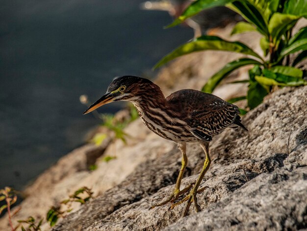 Een vogel die op een rots zit.