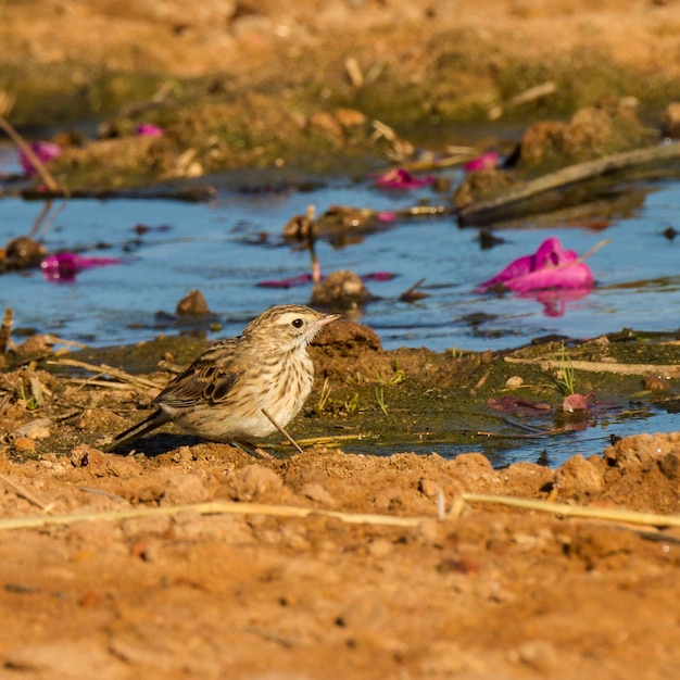 Foto een vogel die op een strand zit.