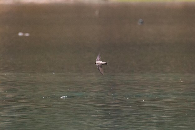 Foto een vogel die over het water vliegt met het woord donder erop