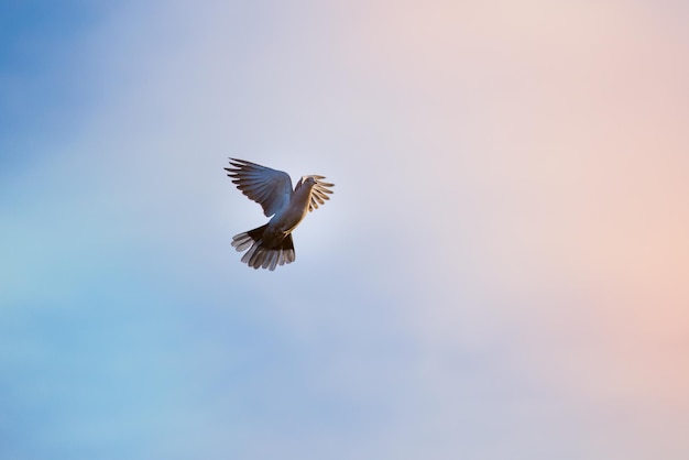 Een vogel die tegen een helderblauwe lucht vliegt, een religieus concept van hoop