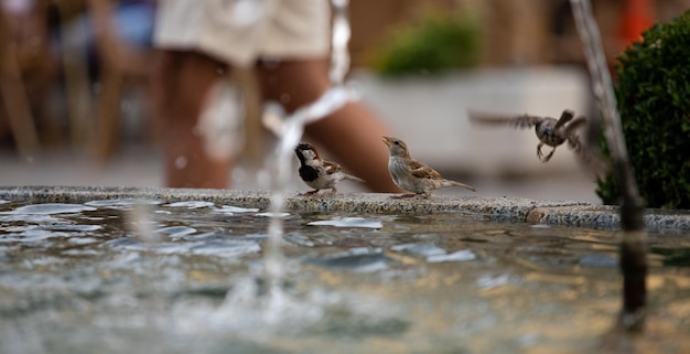 Foto een vogel drinkt water uit een fontein