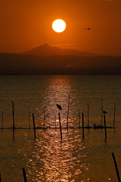 Foto een vogel geposeerd in een stok in een visfuik in het albufera-meer in valencia, spanje bij zonsondergang