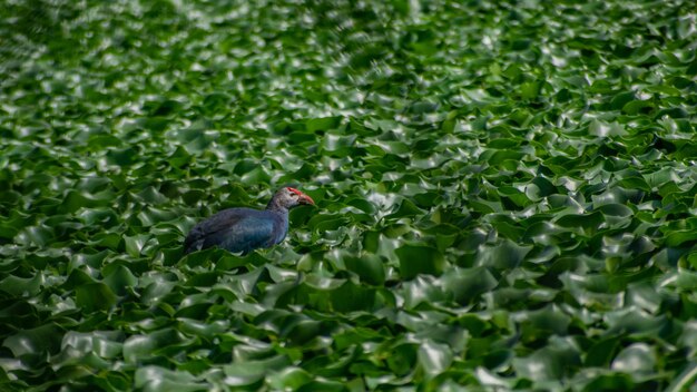 Een vogel in een vijver met bladeren op de grond