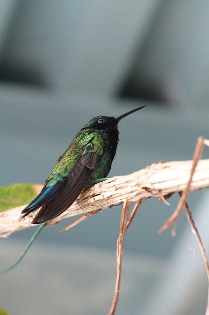 Foto een vogel in het bos