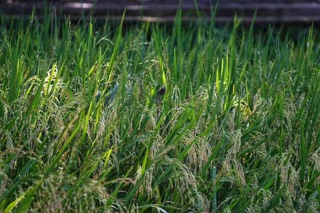 een vogel in het gras