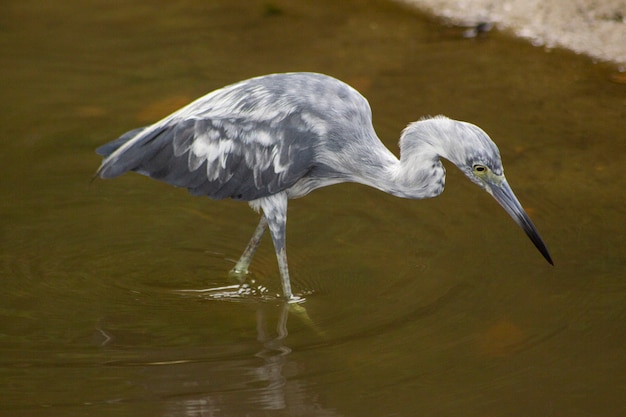 Een vogel in het water