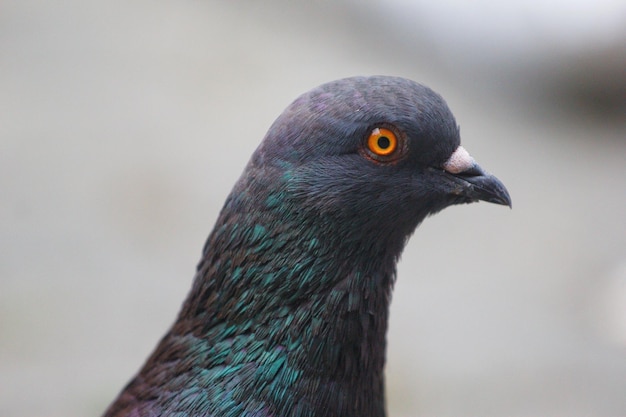 Een vogel met een blauwe en groene kop en oranje ogen