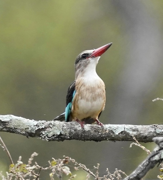 Een vogel met een blauwe snavel zit op een tak.