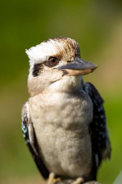 Een vogel met een bruine snavel en een zwarte snavel