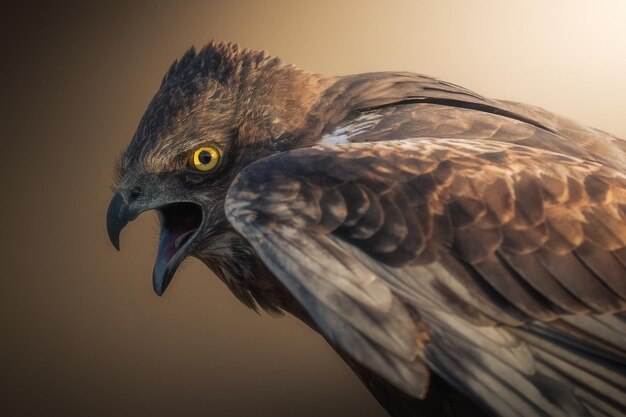 Foto een vogel met een geel oog en een zwart met bruine gevederde staart