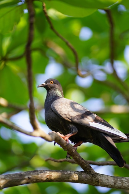 Een vogel met een geel oog zit op een tak.