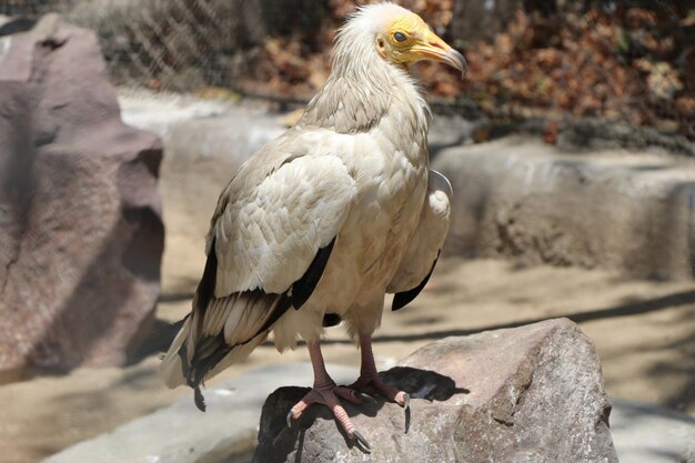 Een vogel met een geel oog