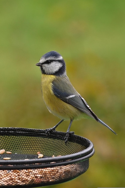 Een vogel met een gele buik en blauwe veren