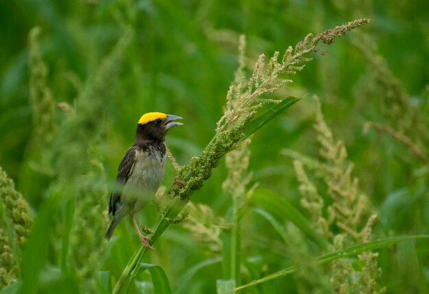 Een vogel met een gele en zwarte kop