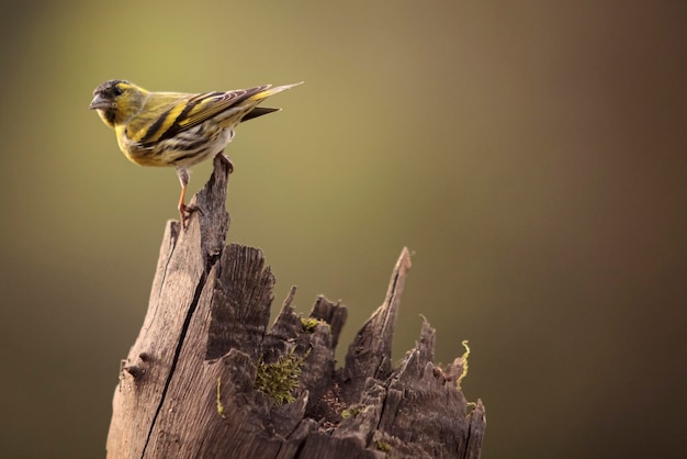 Een vogel met een gele en zwarte staart zit op een boomstronk