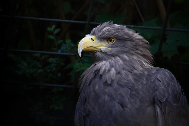 Een vogel met een gele snavel en een zwarte achtergrond