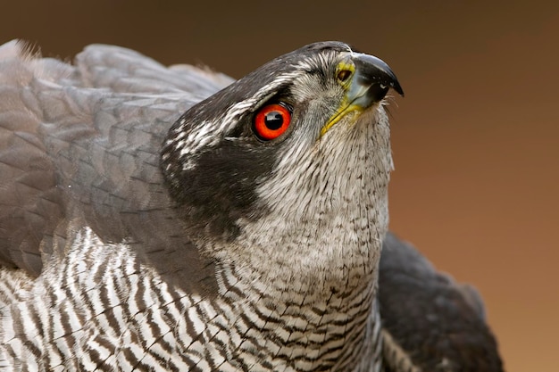 een vogel met een gele snavel en rode ogen