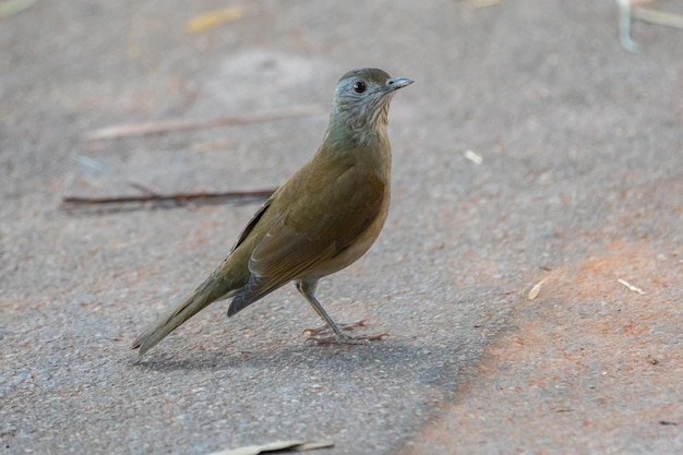 Foto een vogel met een grijze kop en groene veren