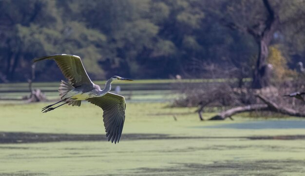 Een vogel met een groene achtergrond en het woord reiger erop