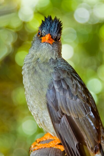 Foto een vogel met een heldere gele snavel en gele benen zit op een tak en kijkt naar de fotograaf