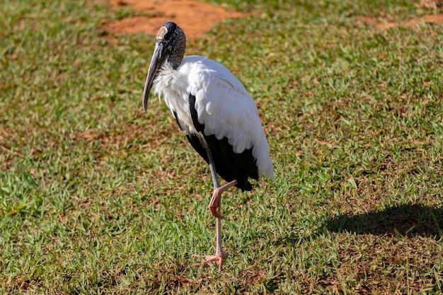 Een vogel met een lange, magere poot loopt op het gras.