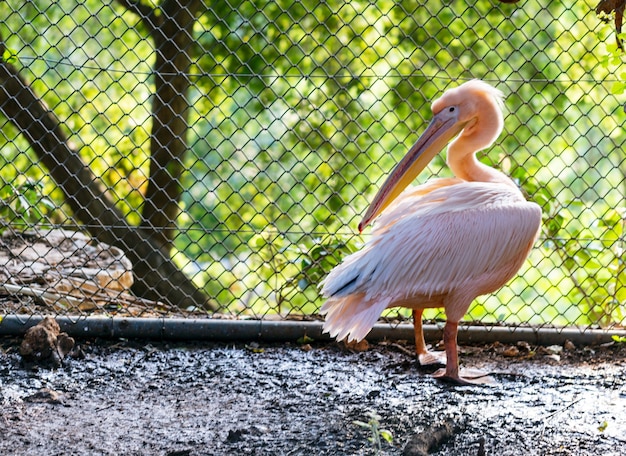 Een vogel met een lange nek houdt zijn kop naar beneden terwijl hij in de buurt van een stad Dalmatische pelikaan Pelecanus crispus