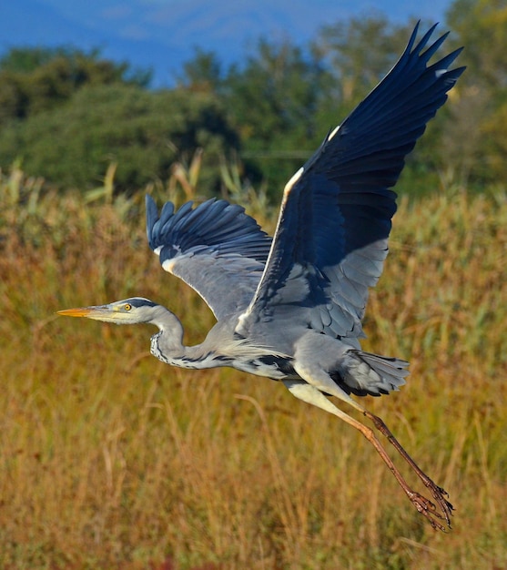 Een vogel met een lange snavel vliegt in de lucht.