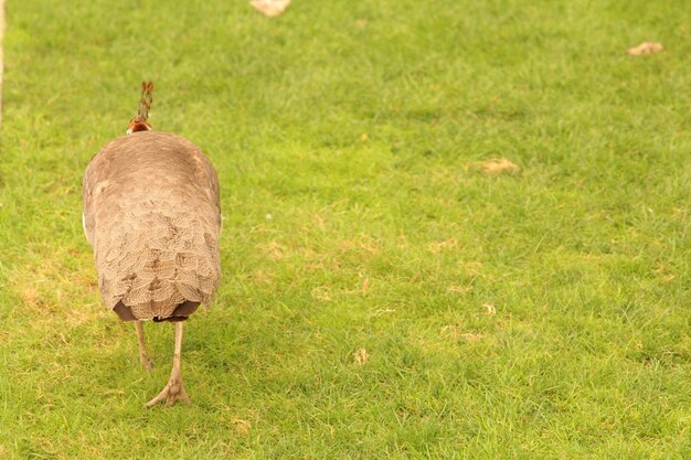 een vogel met een lange staart loopt op het gras