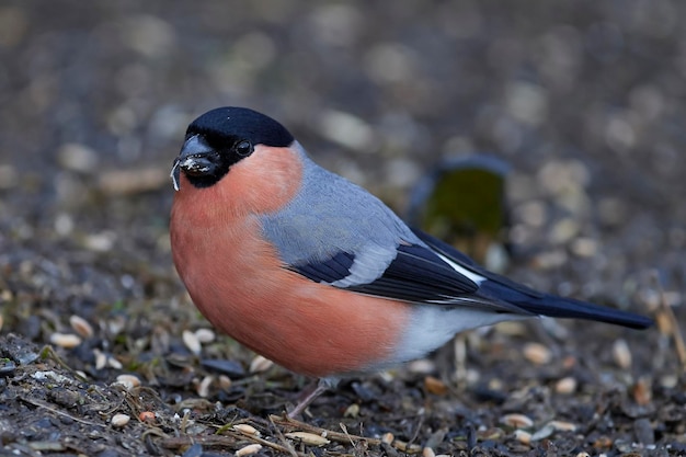 Een vogel met een zwarte kop en blauwe veren