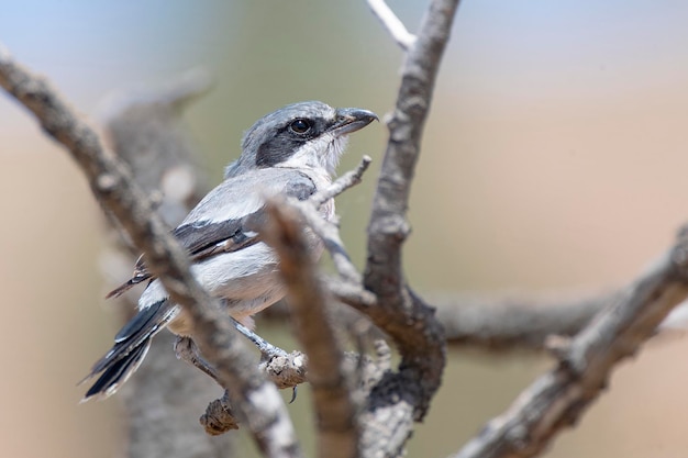 Een vogel met een zwarte kop en grijze veren