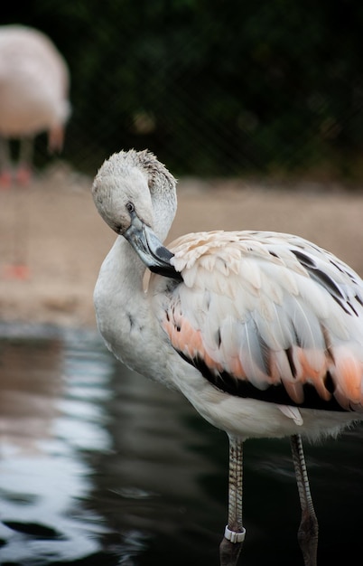 Een vogel met een zwarte snavel en oranje veren