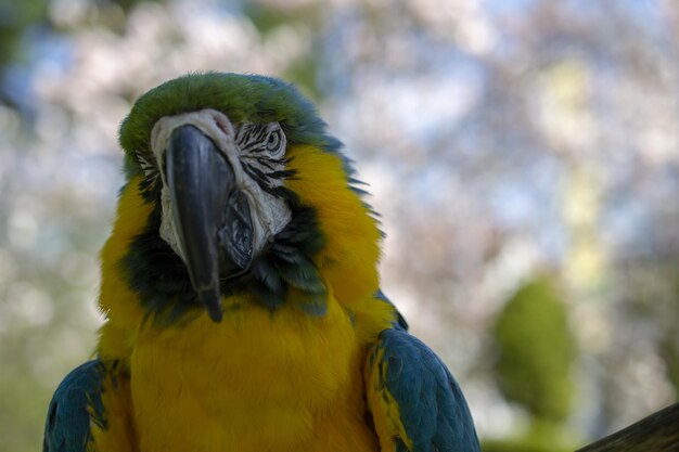 Een vogel met een zwarte snavel