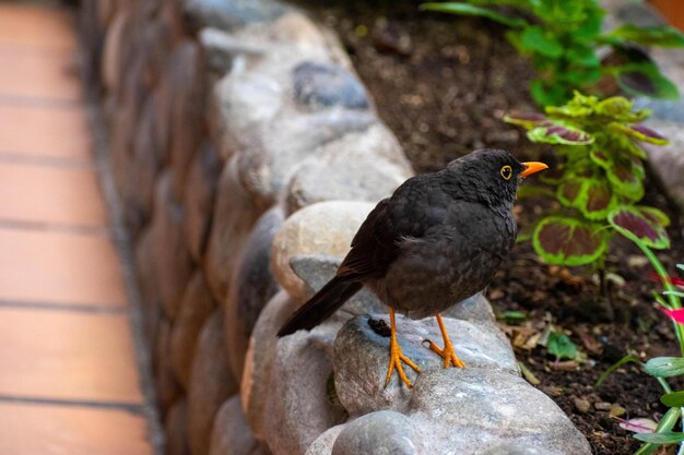 Een vogel met gele ogen en een zwarte snavel staat op een stenen muur.