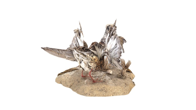 Een vogel met gespreide vleugels wordt aangevallen door een dode vogel.