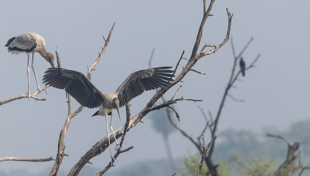 Een vogel met gespreide vleugels