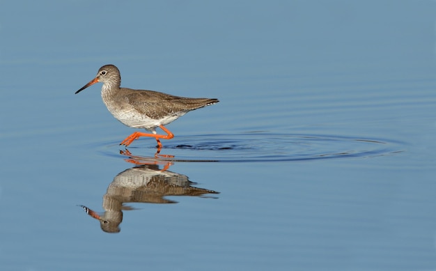 Een vogel met oranje pootjes en oranje pootjes loopt met een lange snavel door het water.