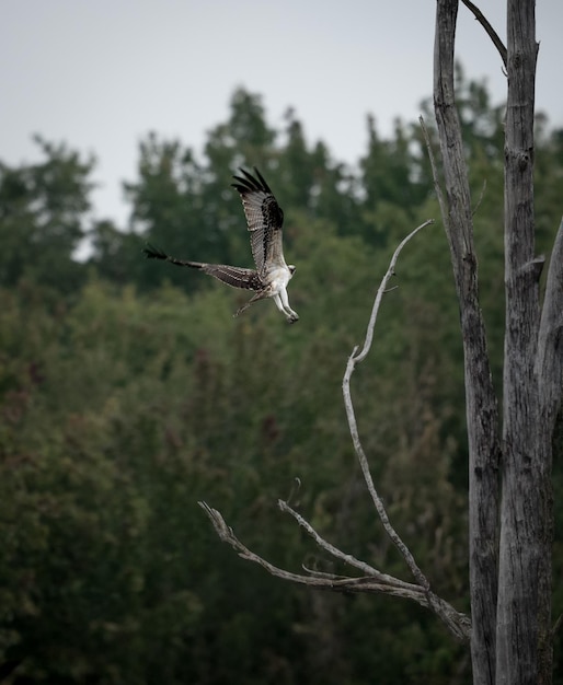 Een vogel met zijn vleugels uitgestrekt in de lucht