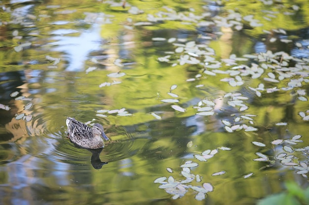 Een vogel ontspant in een vijver aan een meer op een zonnige dag. Op de achtergrond zwaaien waterlelies.