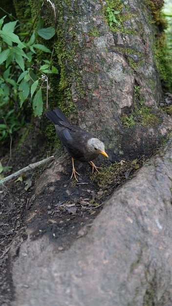 een vogel op de grond